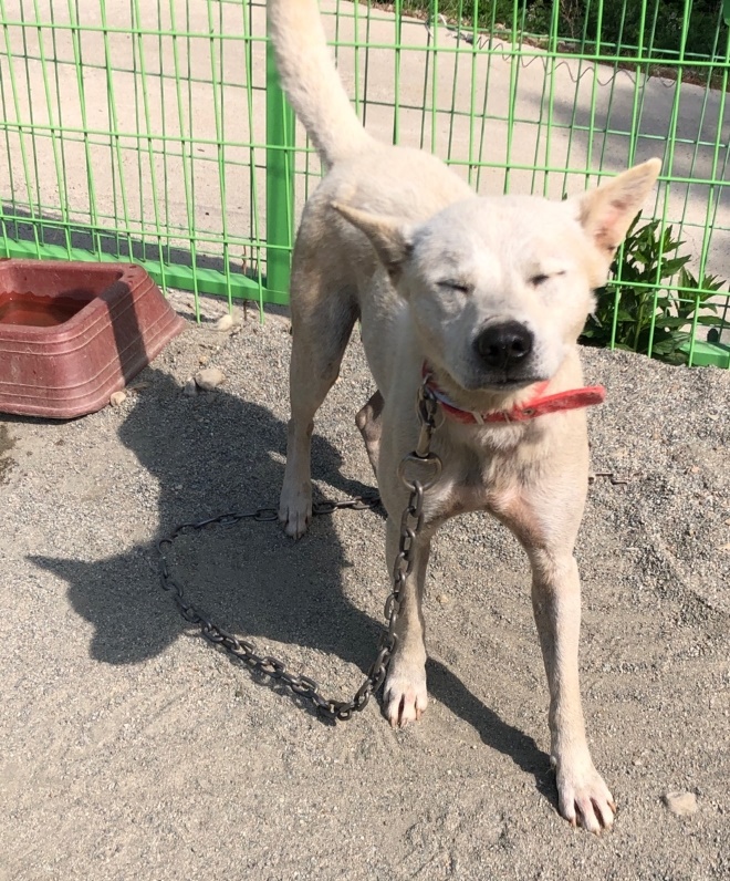 양양군유기동물보호소_442435202300060